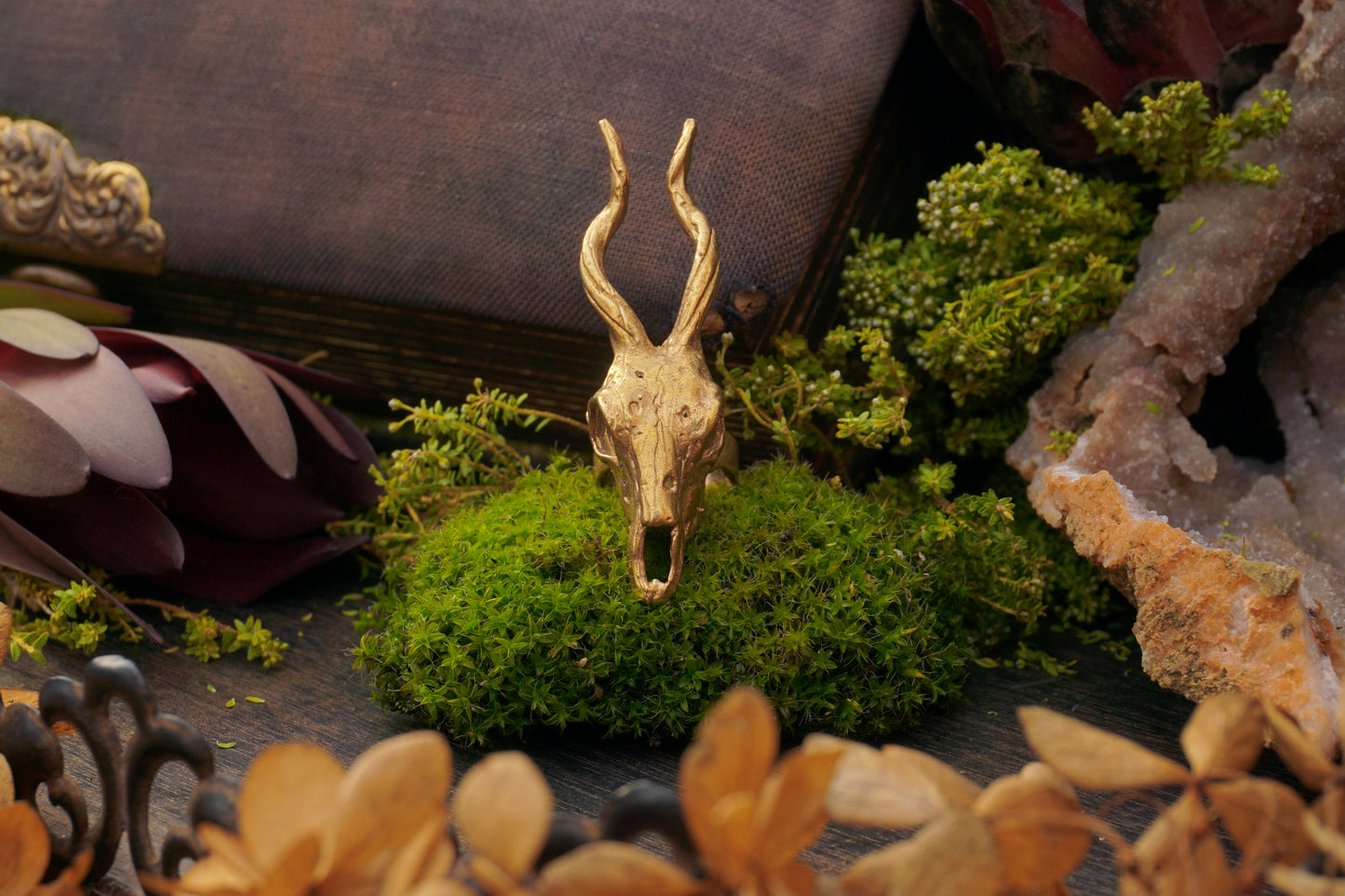 Large Antelope Skull