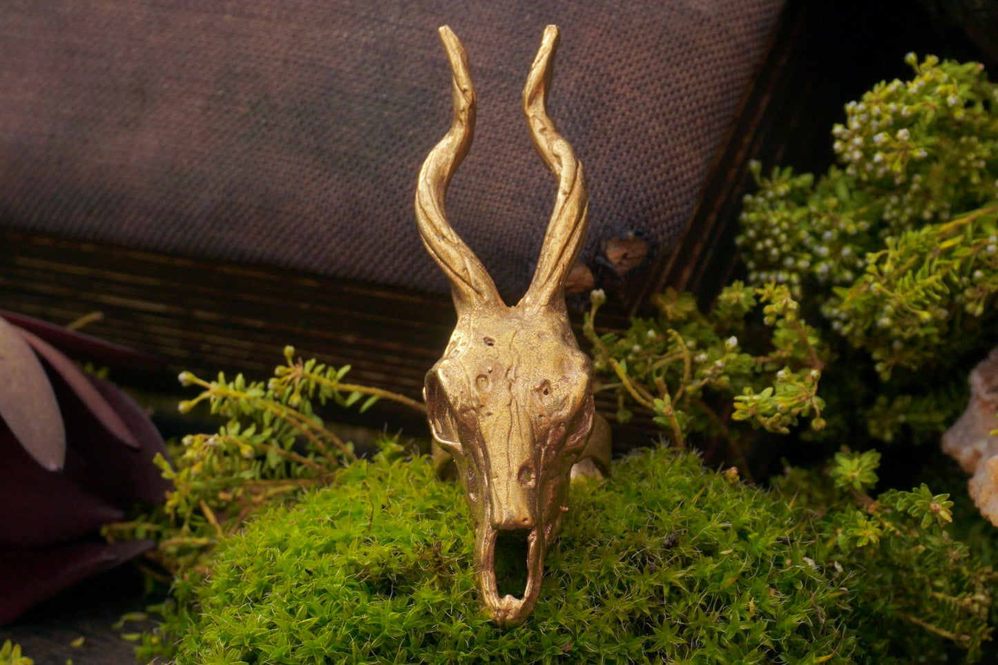 Large Antelope Skull
