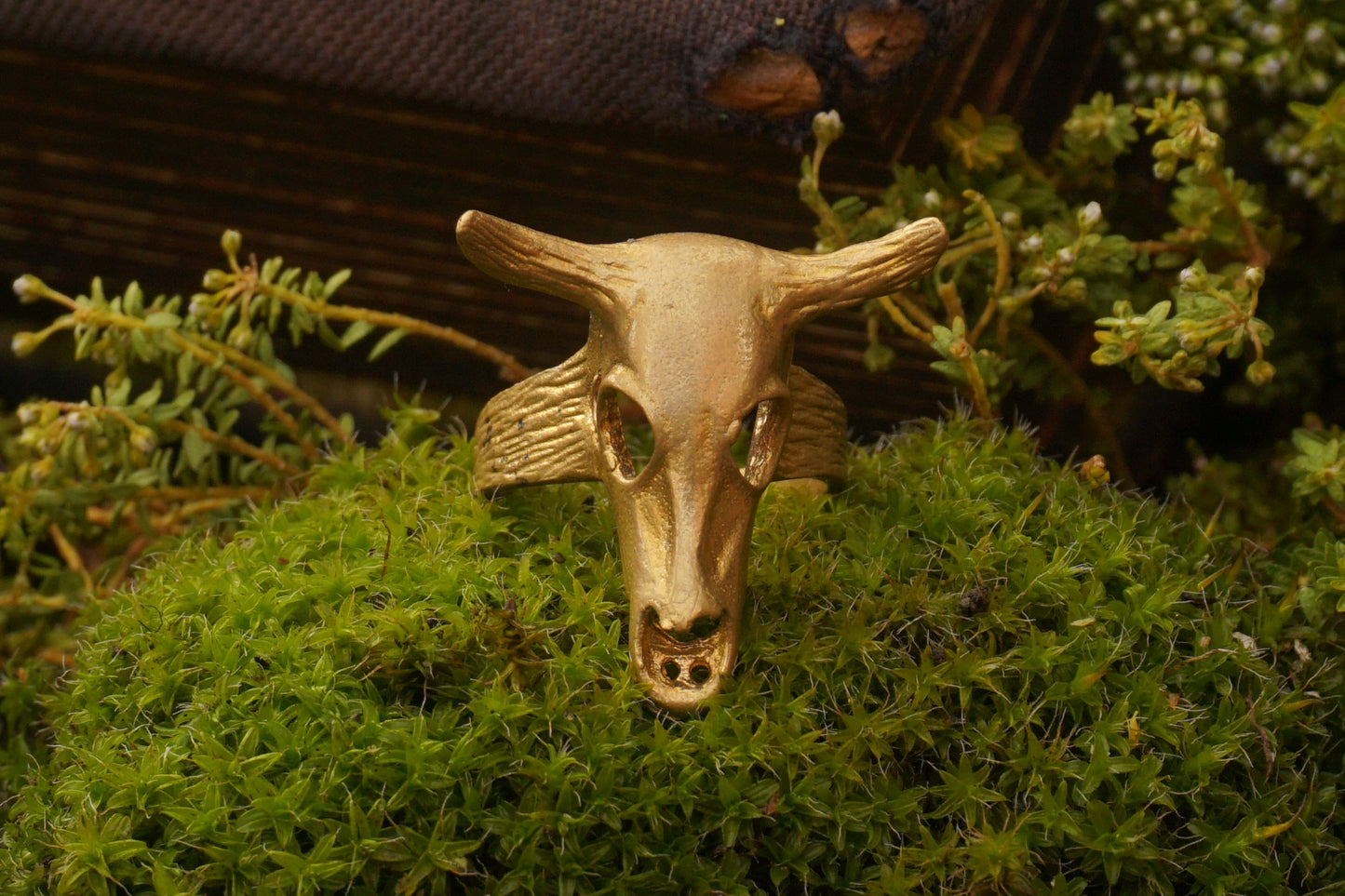 Steer Skull