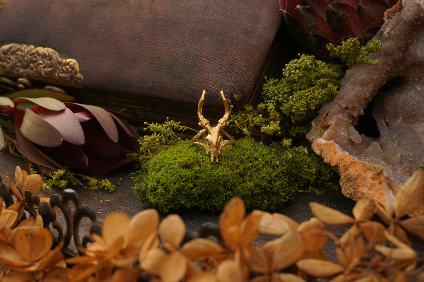 Small Antelope Skull