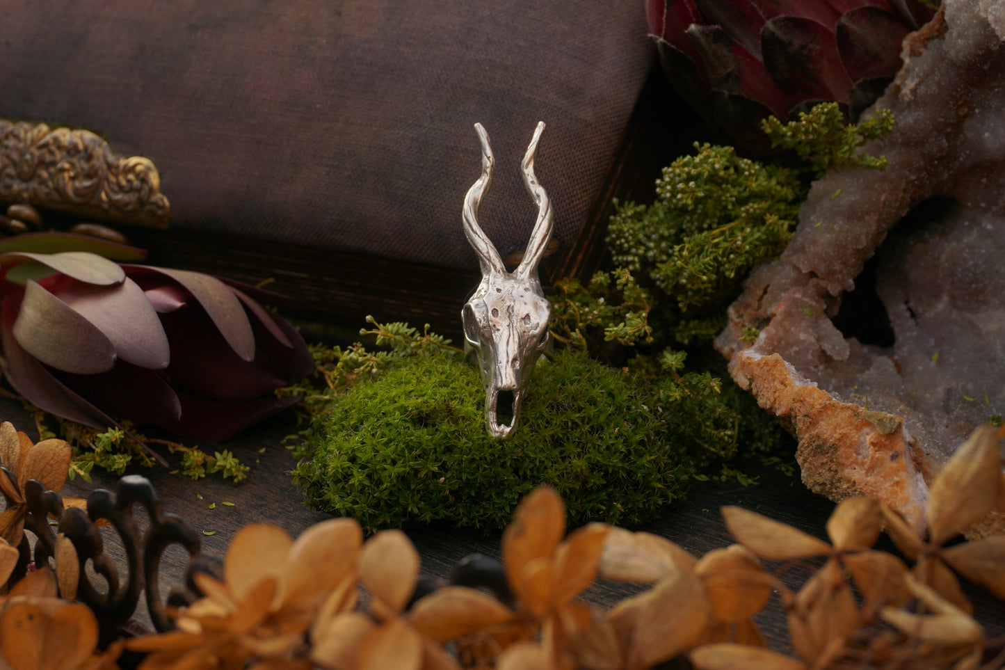 Large Antelope Skull