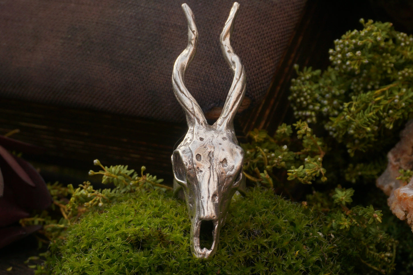 Large Antelope Skull