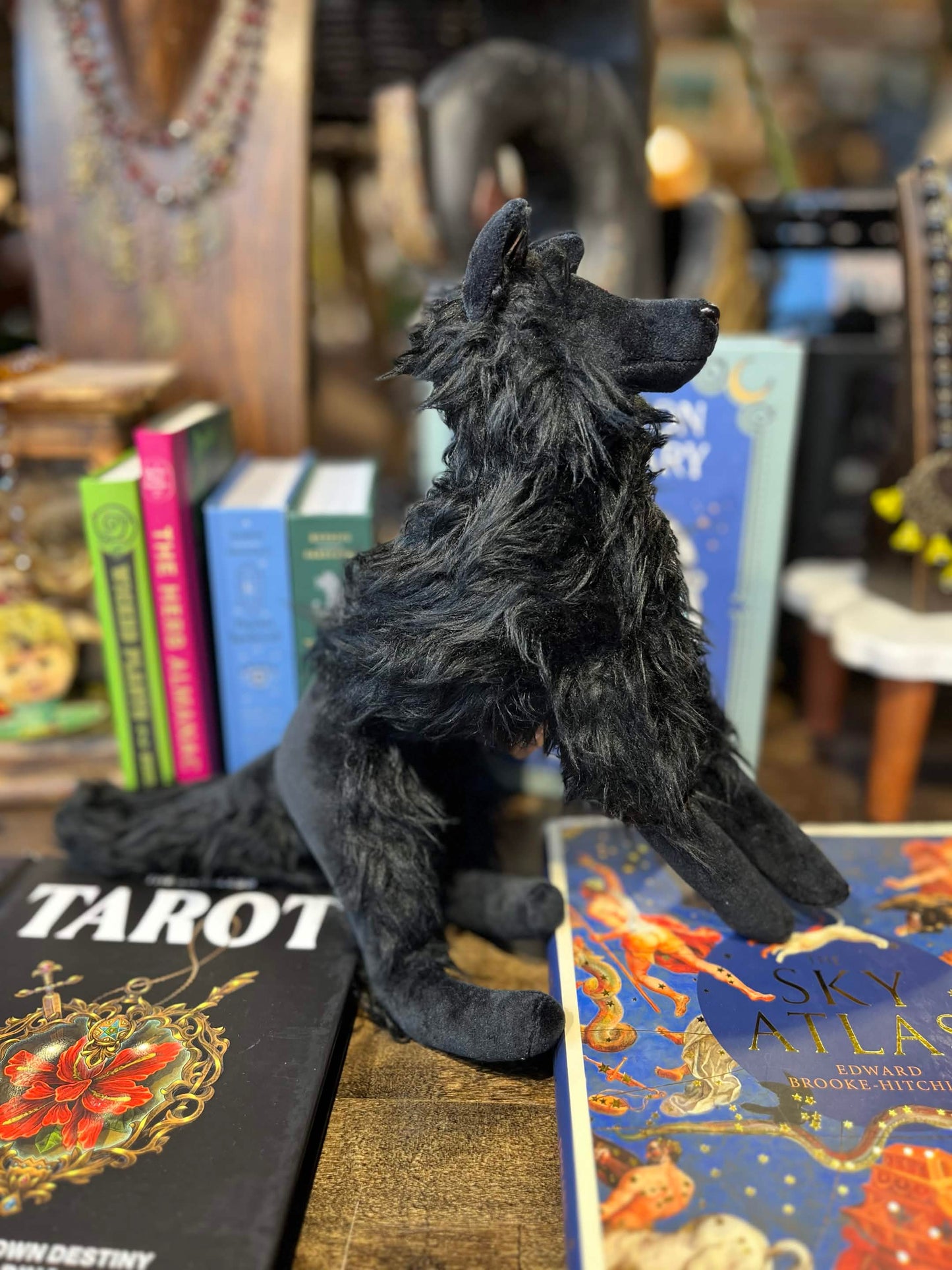 Plusidhe- Black Shuck
