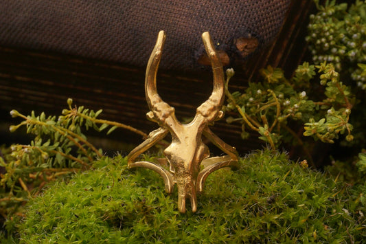 Small Antelope Skull